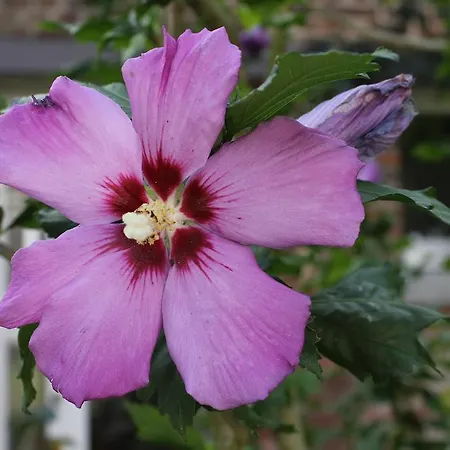 Casa de Férias L'heure Bleue Et D'hôtes *