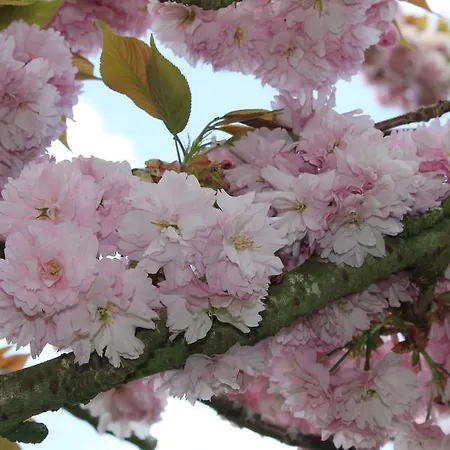 L'heure Bleue Et D'hotes Givenchy-en-Gohelle